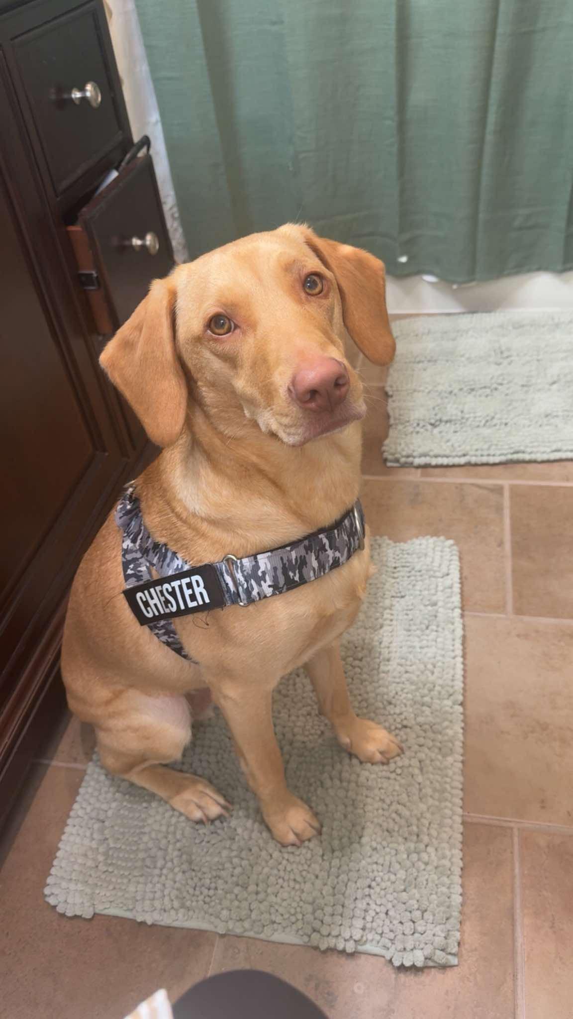 Enlarge Chester, a Adoptable mixed breed in Byron, IL image 2/5