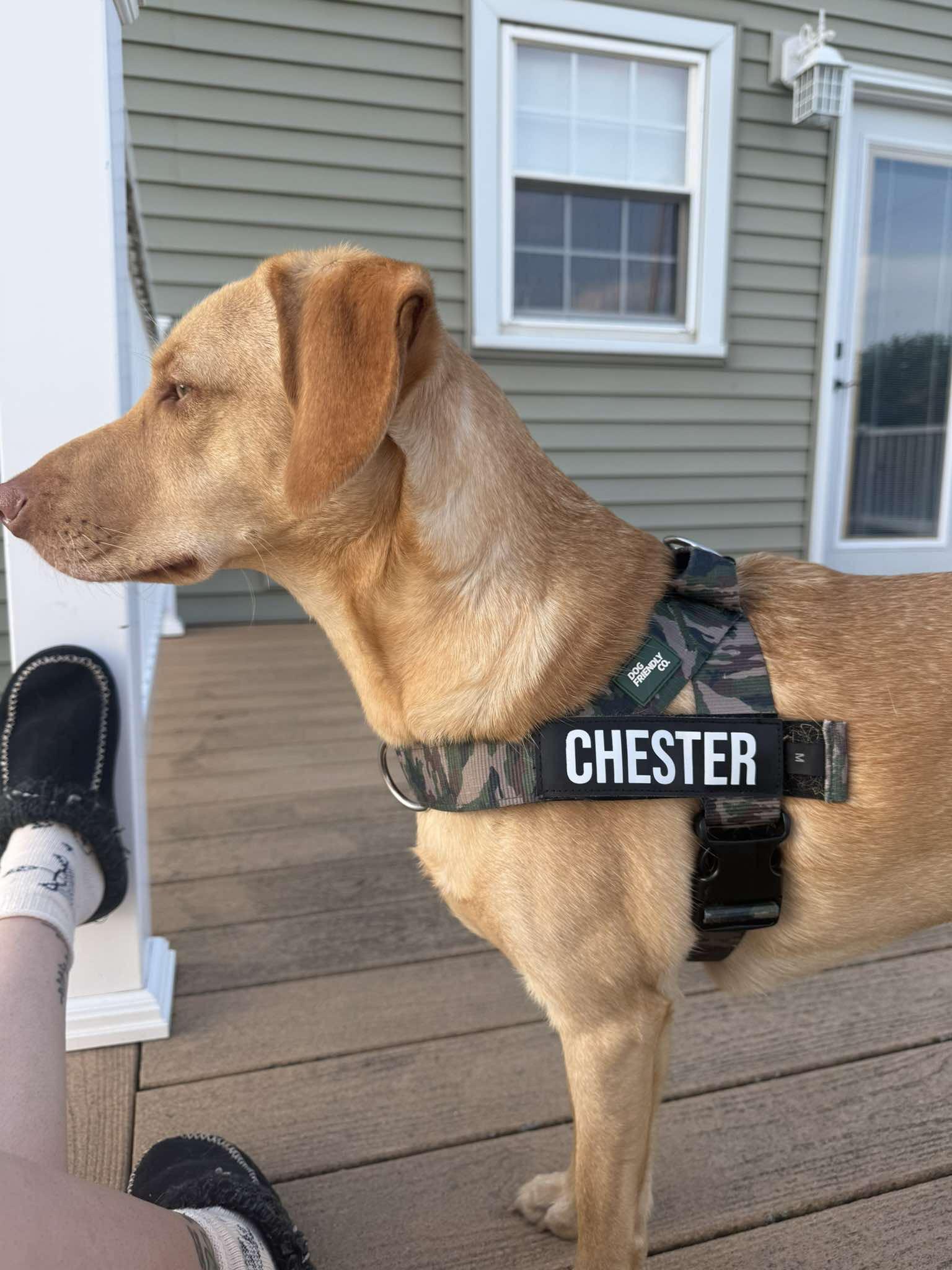 Enlarge Chester, a Adoptable mixed breed in Byron, IL image 1/5