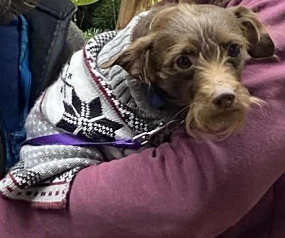 Cooper $500, Adoptable, Adult Male Yorkshire Terrier & Dachshund.