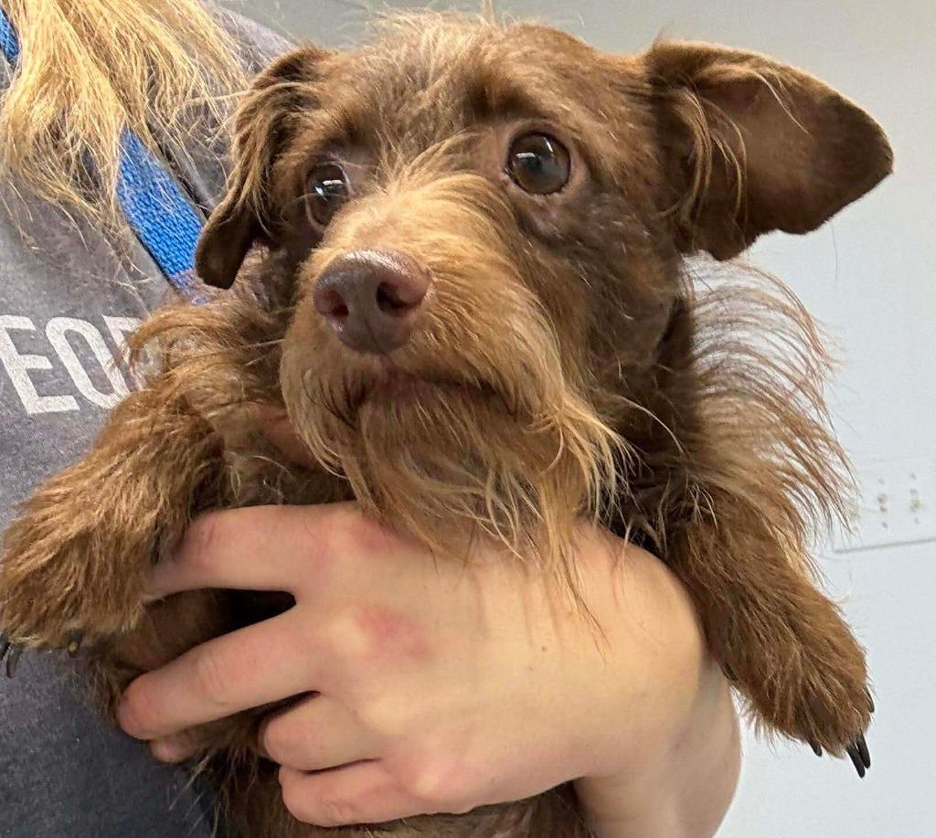 Enlarge Cooper $500, a Adoptable mixed breed in Milwaukee, WI image 2/2