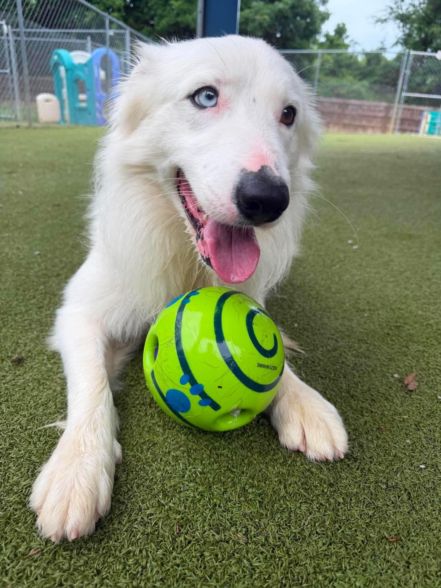 Enlarge Flash, a ADOPTABLE mixed breed in Radcliff, KY image 2/2
