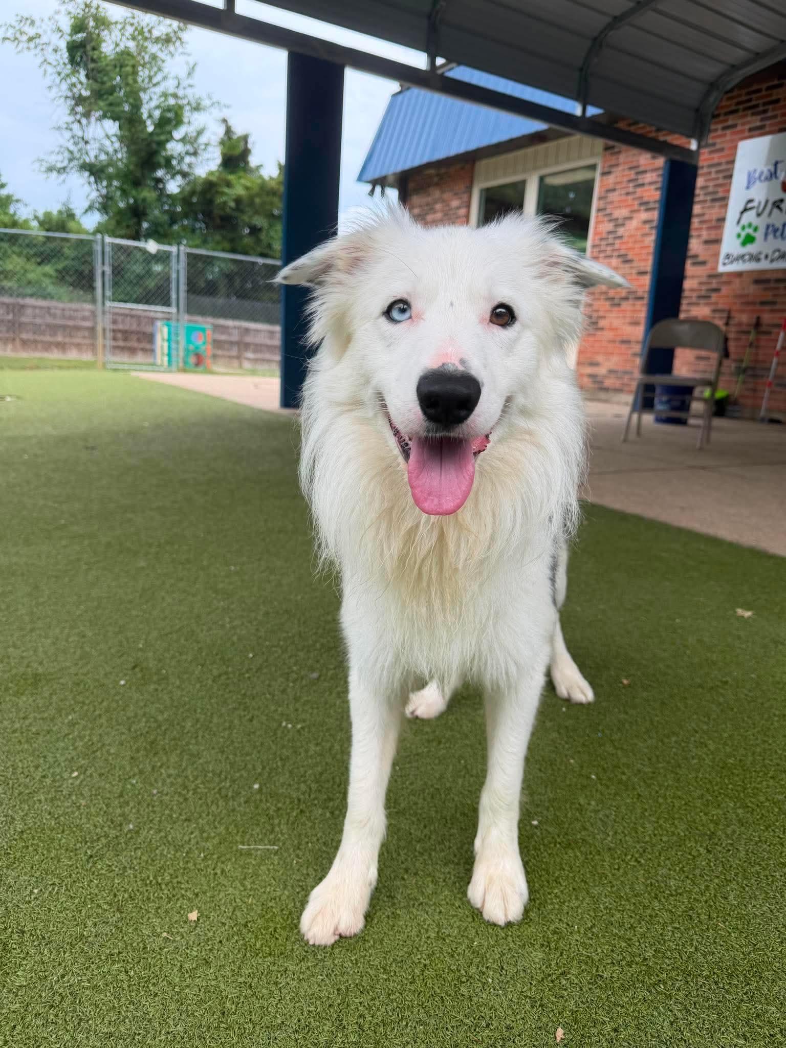 Flash, ADOPTABLE, Adult Male Border Collie.