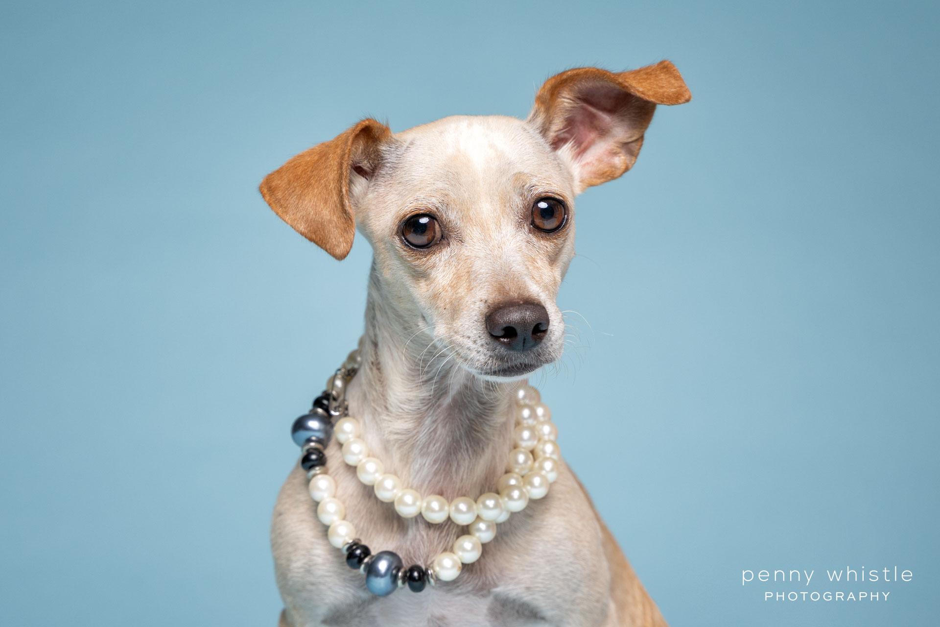 Enlarge Renata , a Adoptable mixed breed in Coppell, TX image 2/2