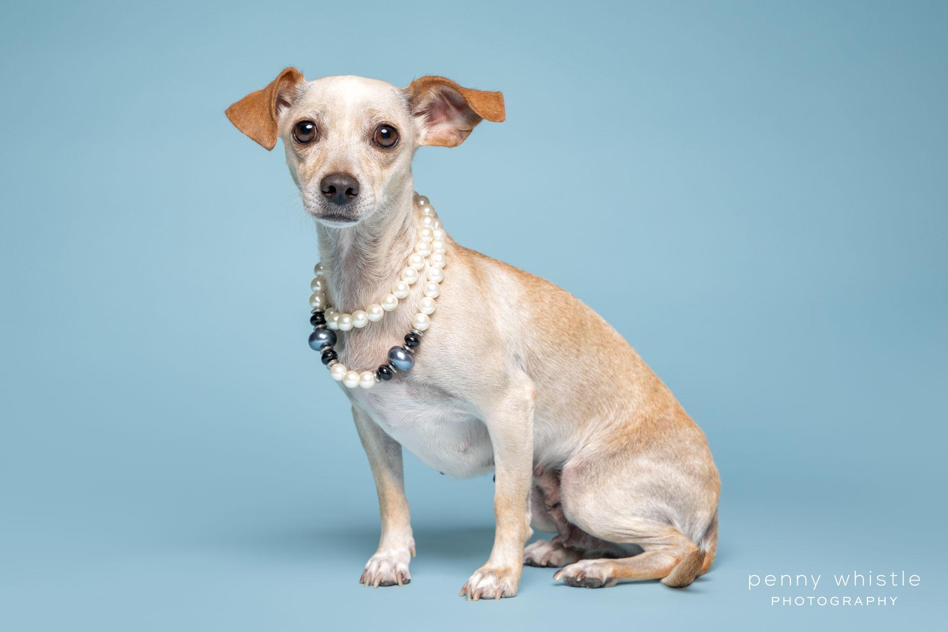 Renata , Adoptable, Adult Female Chiweenie & Chihuahua.