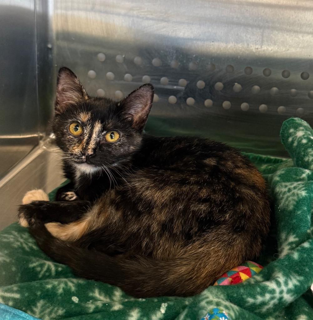 Enlarge Cruella, a Adoptable mixed breed in Columbia, TN image 1/2