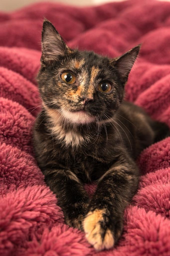 Enlarge Cruella, a Adoptable mixed breed in Columbia, TN image 2/2