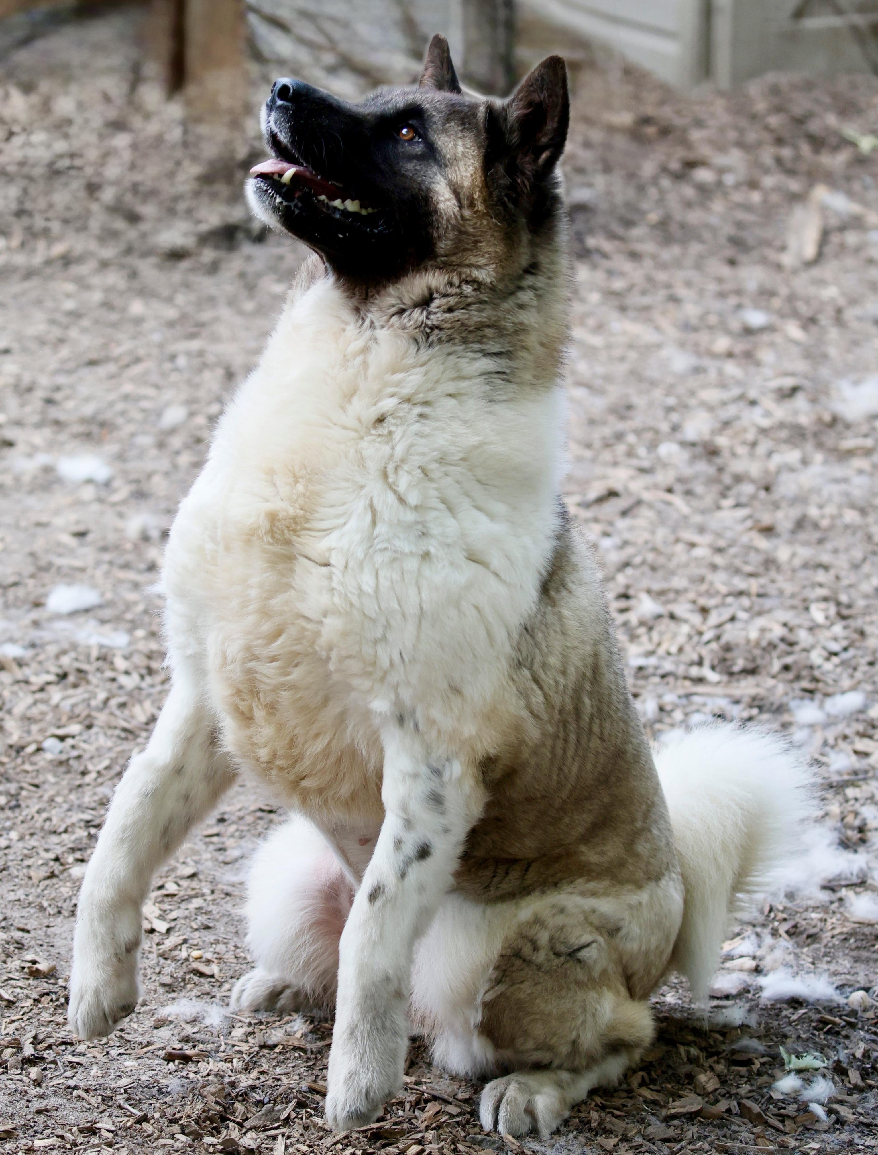 Star, an adoption pending Akita in Toms River, NJ image 4/5