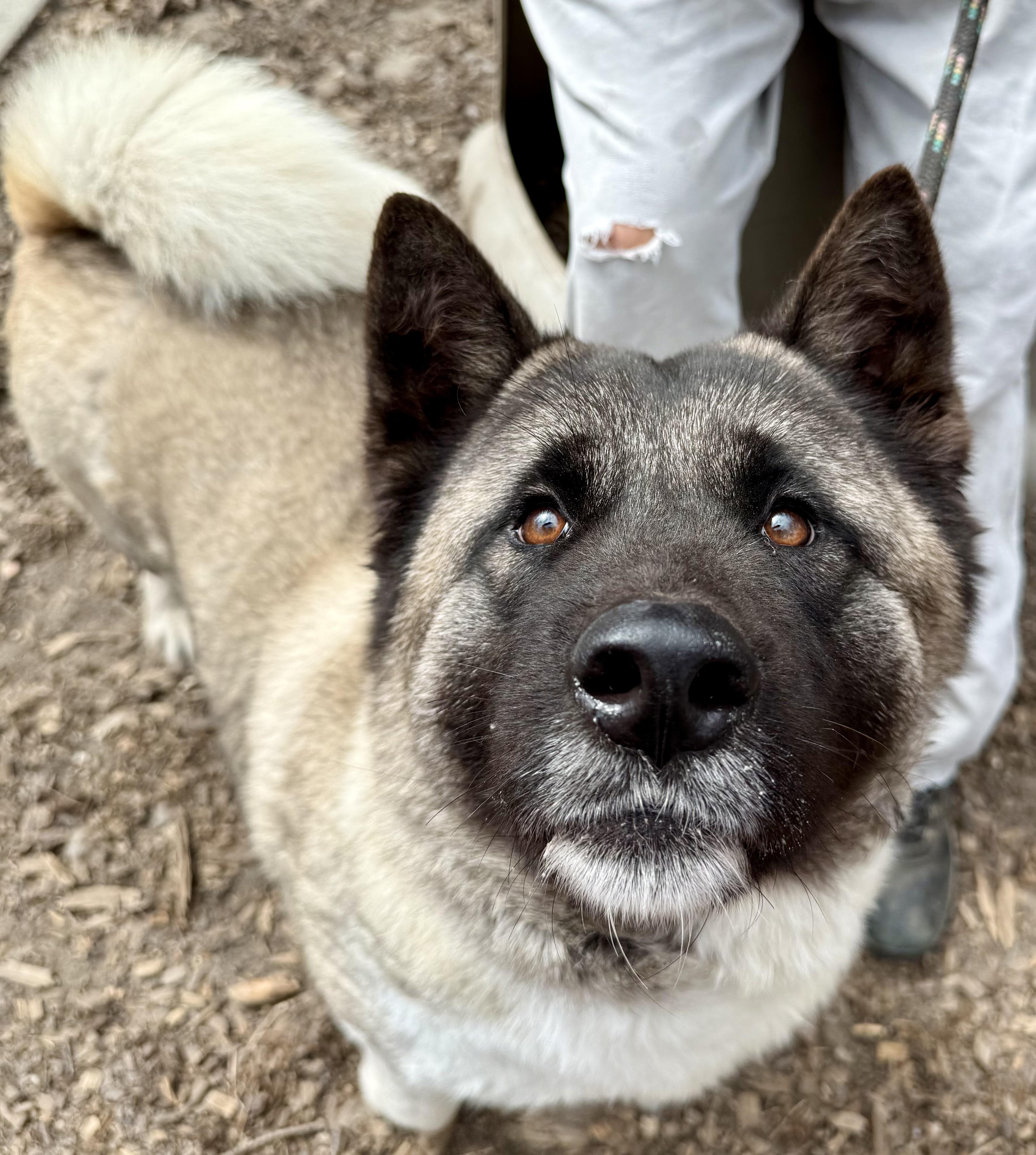 Enlarge Star, a ADOPTABLE Akita in Toms River, NJ image 2/5