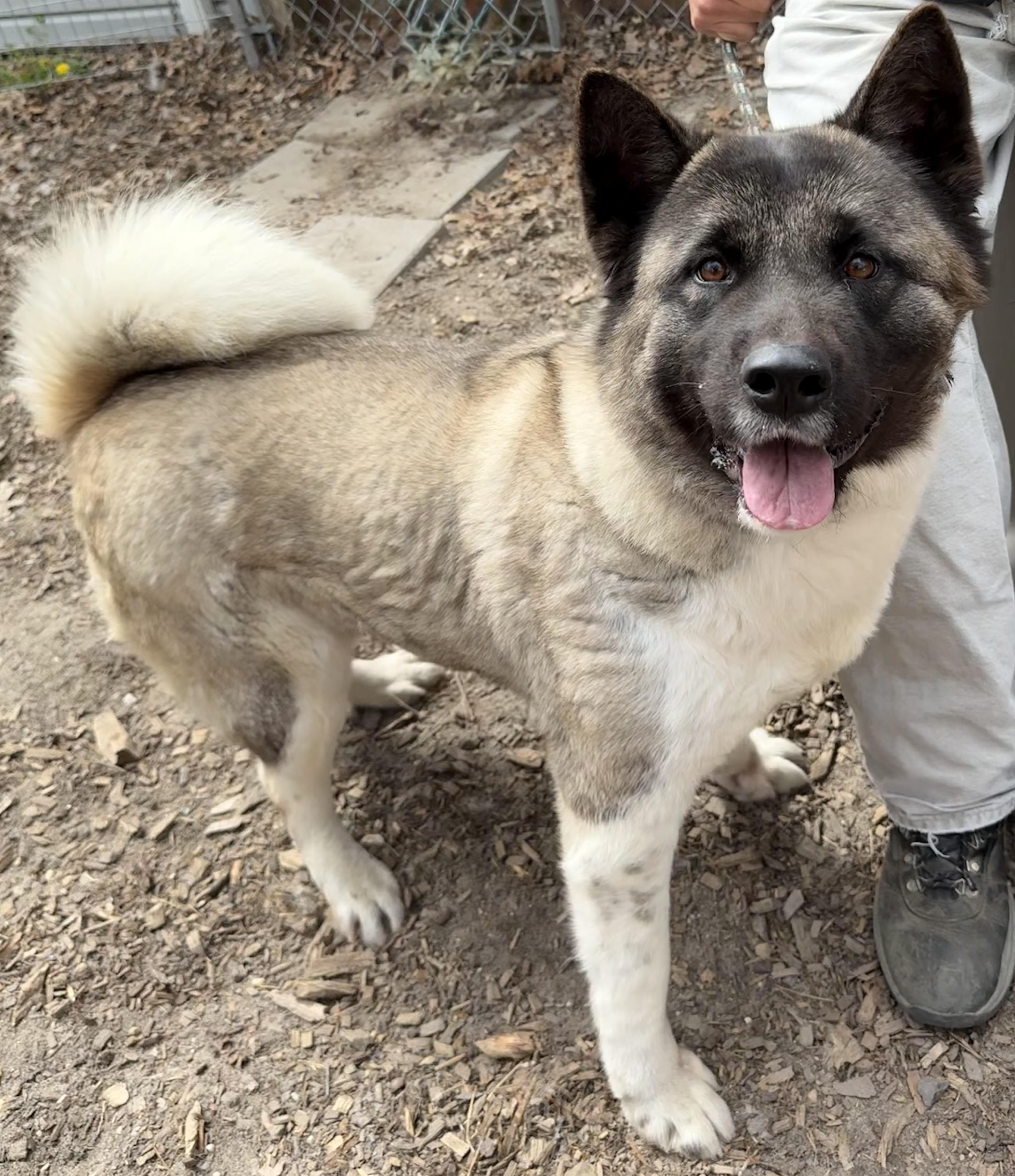 Enlarge Star, a ADOPTABLE Akita in Toms River, NJ image 1/5