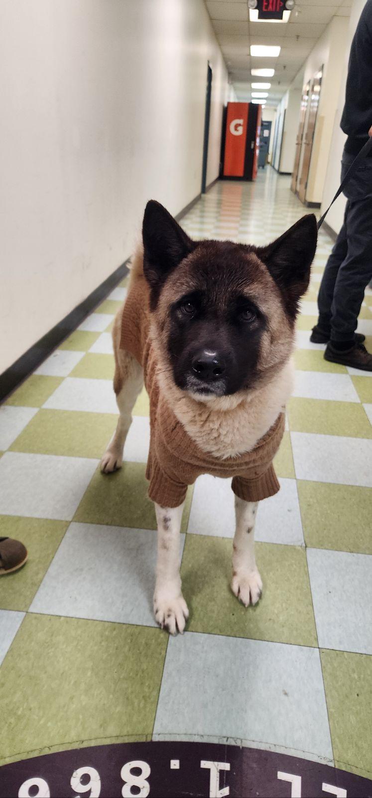 Star, a ADOPTABLE Akita in Toms River, NJ image 1/2