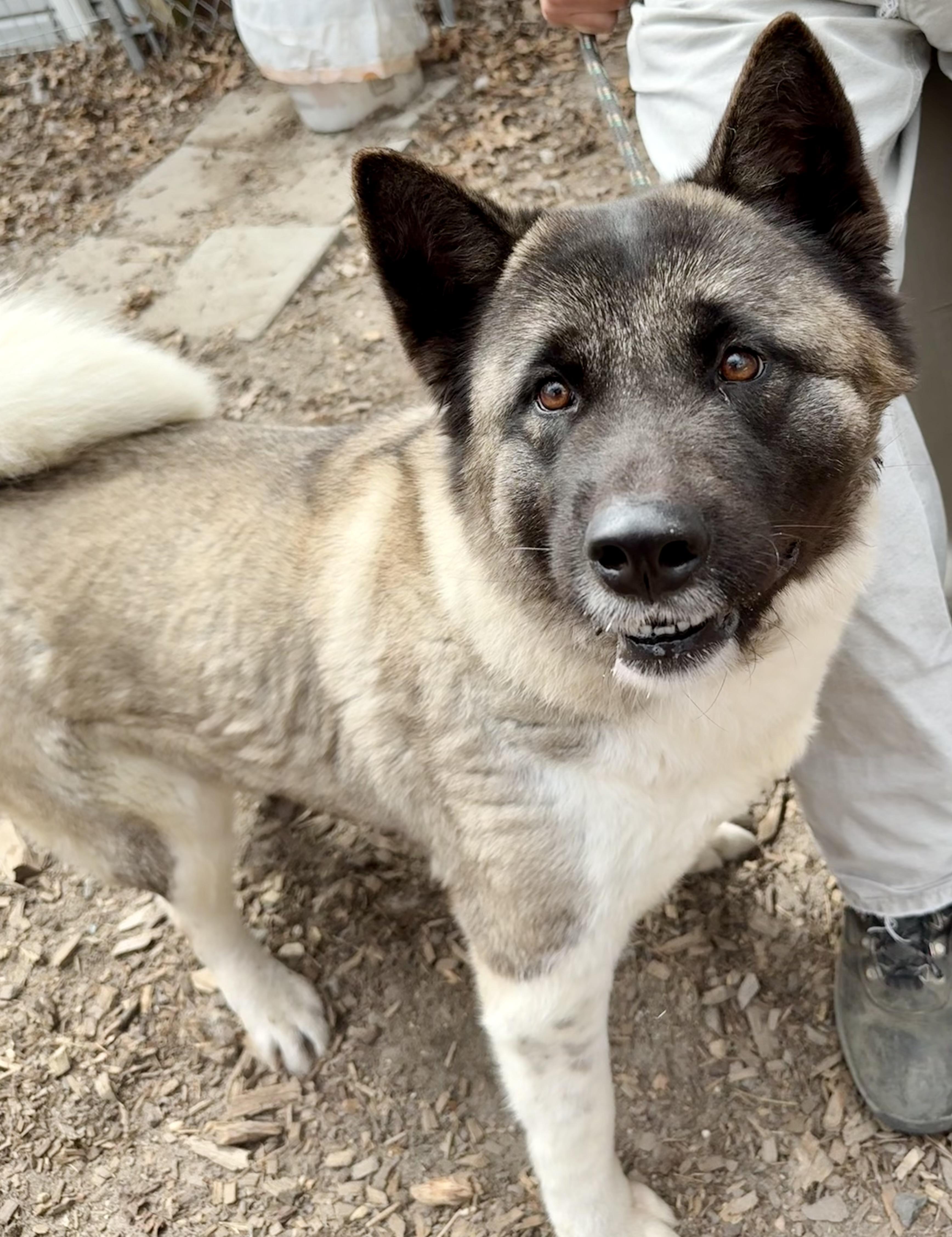 Enlarge Star, a ADOPTABLE Akita in Toms River, NJ image 4/5