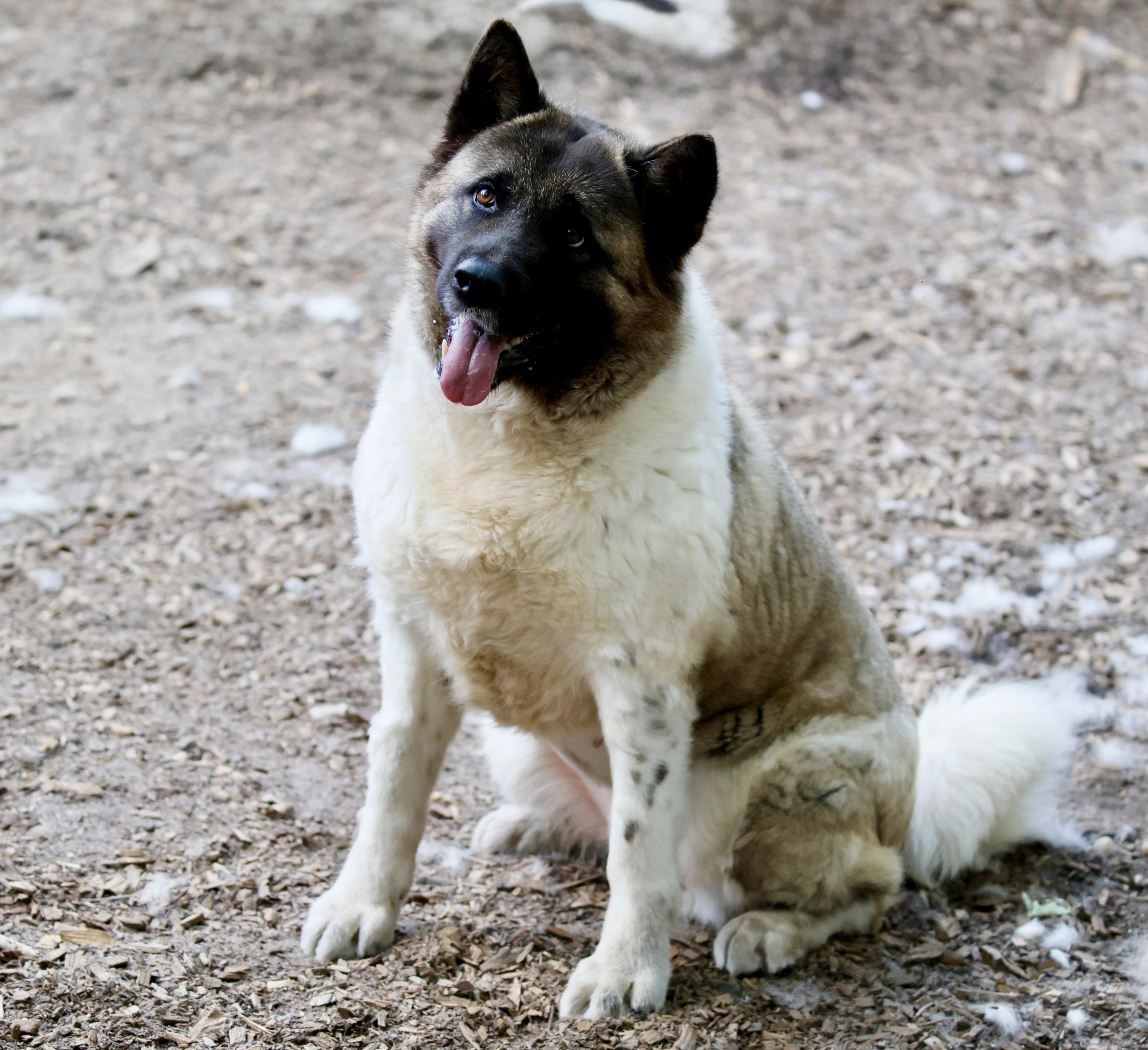 Star, an adoption pending Akita in Toms River, NJ image 1/5