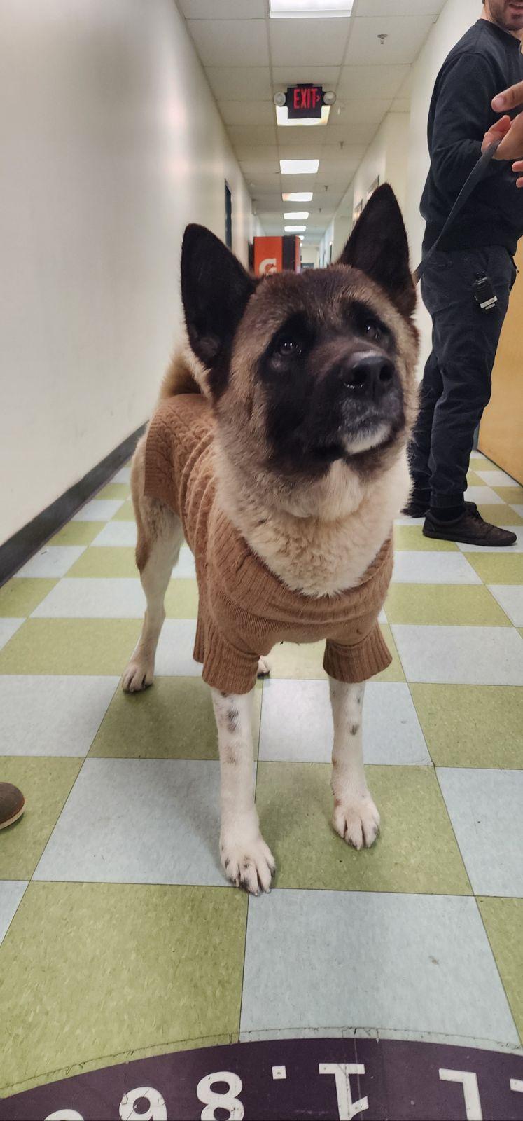 Star, a ADOPTABLE Akita in Toms River, NJ image 2/2