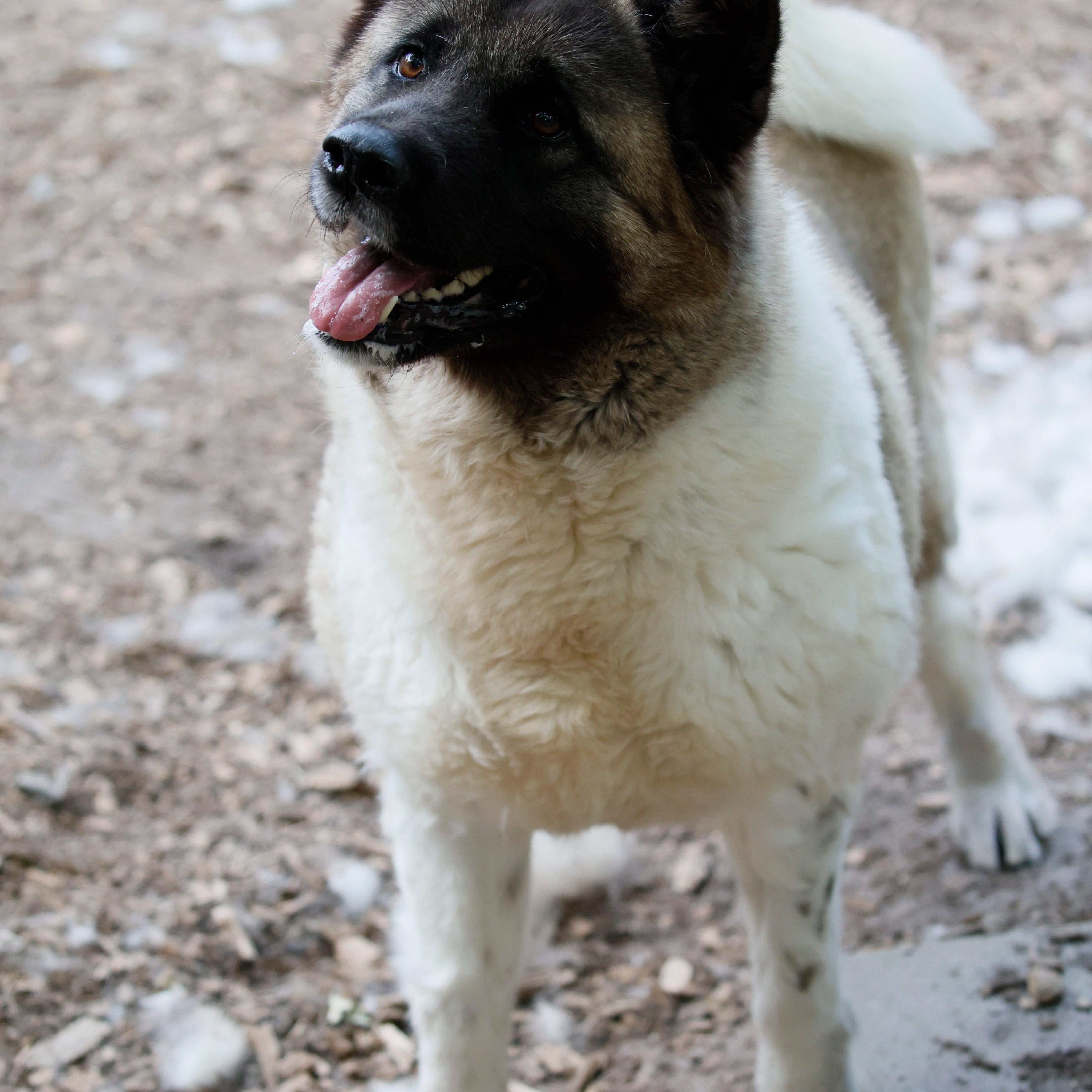 Star, an adoption pending Akita in Toms River, NJ image 3/5