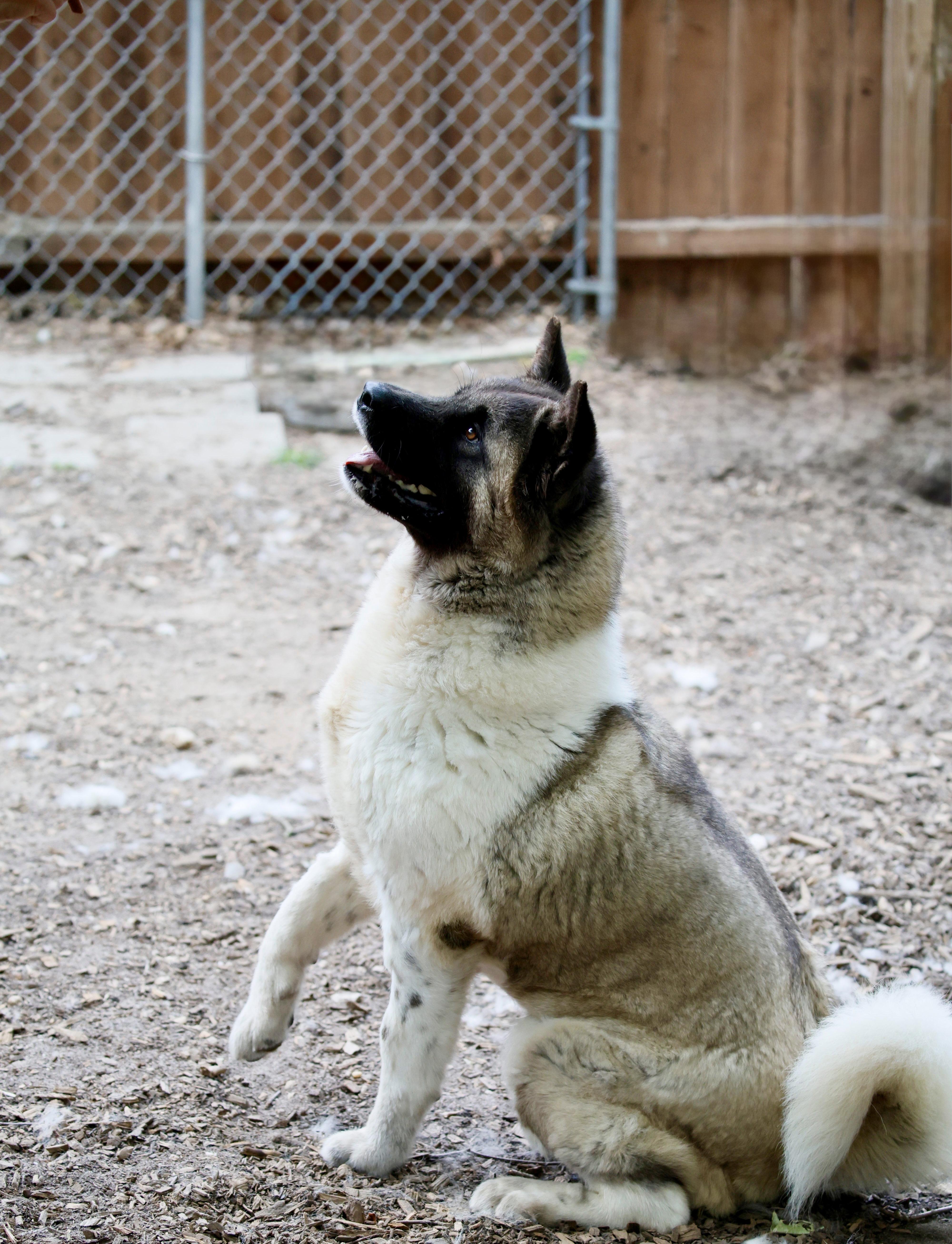 Star, an adoption pending Akita in Toms River, NJ image 5/5