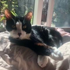 Enlarge QUINTEN, a Adoptable Domestic Short Hair in Point Richmond, CA image 1/4