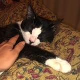 Enlarge QUINTEN, a Adoptable Domestic Short Hair in Point Richmond, CA image 2/4