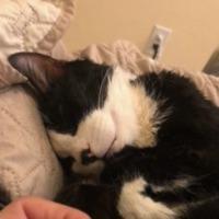 Enlarge QUINTEN, a Adoptable Domestic Short Hair in Point Richmond, CA image 3/4