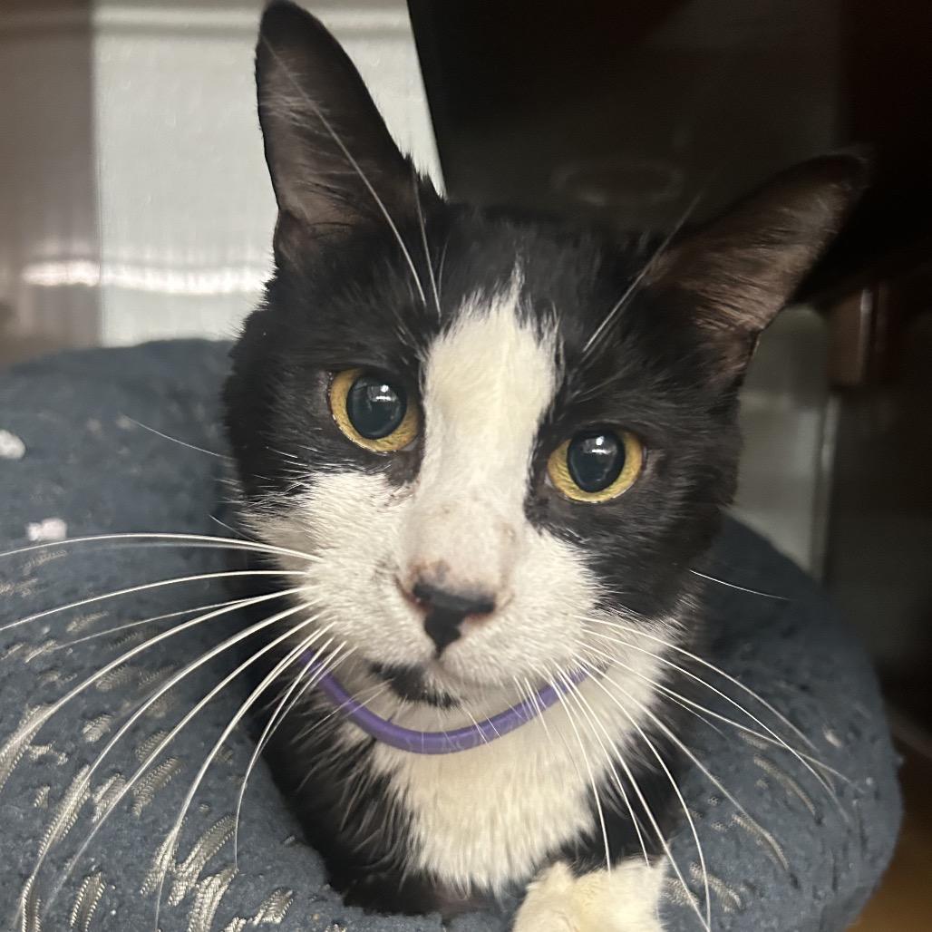 Enlarge QUINTEN, a Adoptable Domestic Short Hair in Point Richmond, CA image 4/4