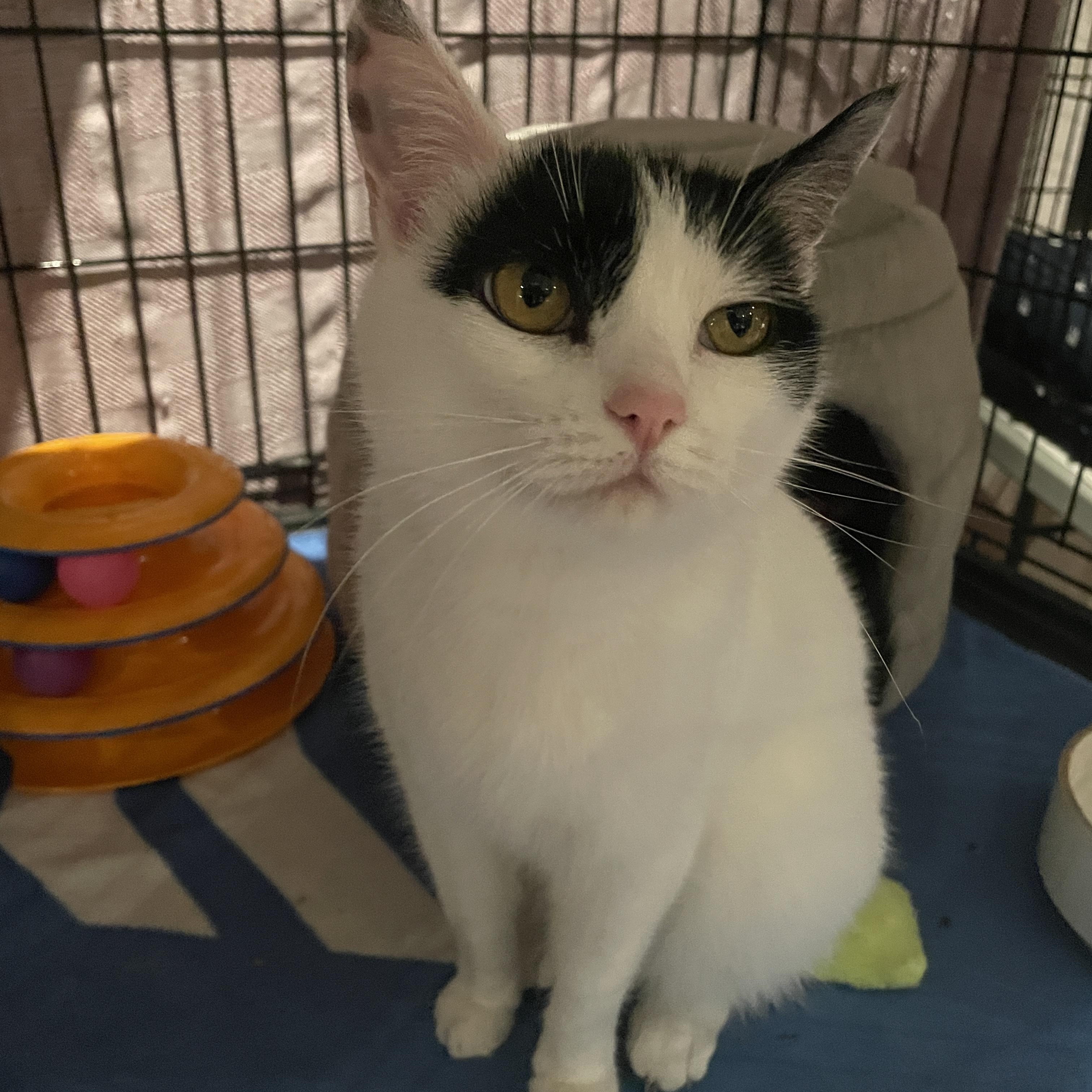 Matilda, a Adoptable Domestic Short Hair in Salt Spring Island, BC image 1/5