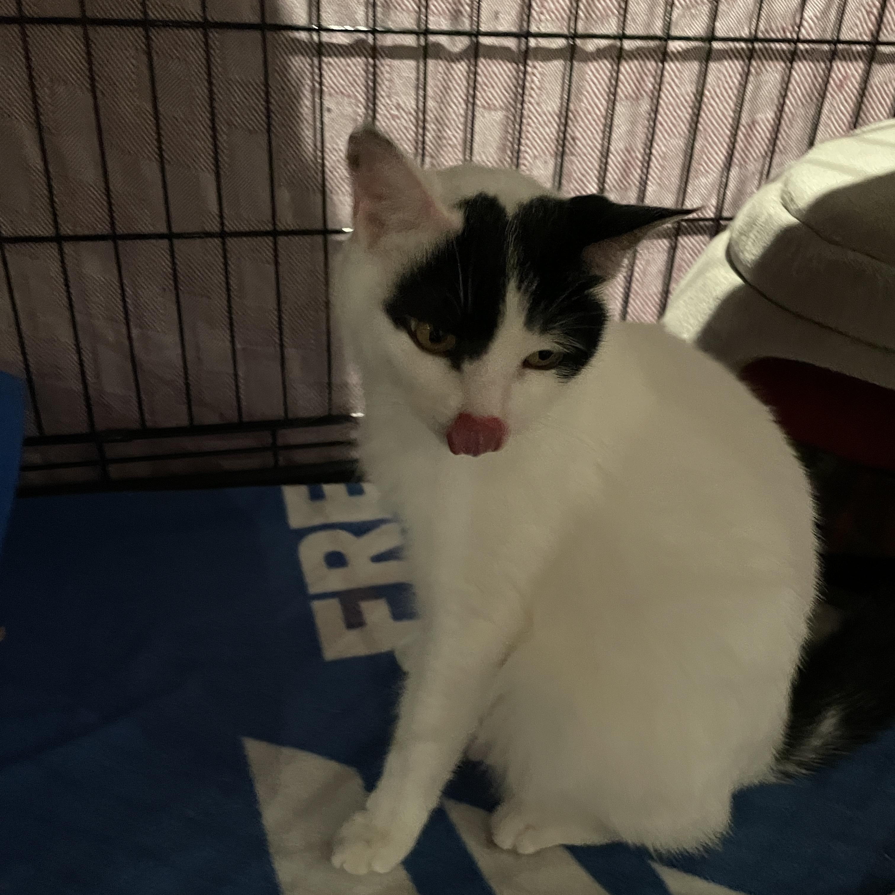 Matilda, Adoptable, Adult Female Domestic Short Hair.