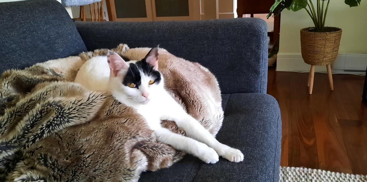 Matilda, an adoptable Domestic Short Hair in Salt Spring Island, BC image 4/5