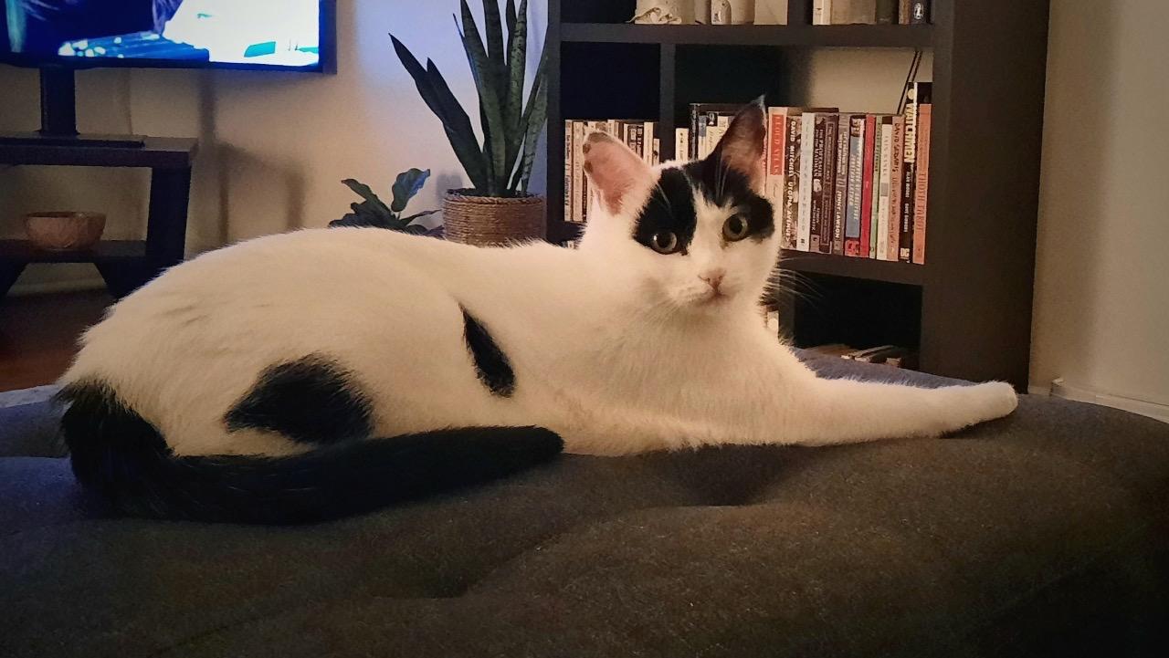 Matilda, an adoptable Domestic Short Hair in Salt Spring Island, BC image 1/5