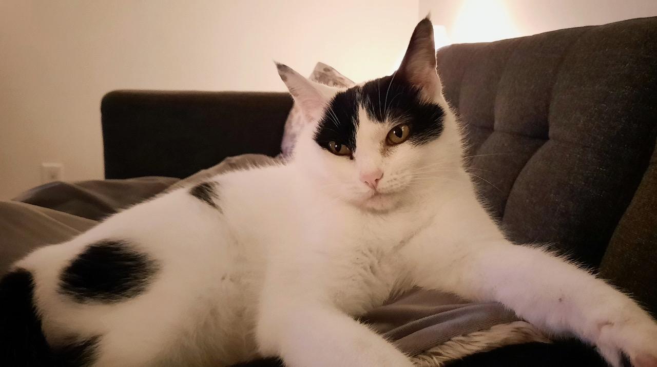 Matilda, an adoptable Domestic Short Hair in Salt Spring Island, BC image 2/5