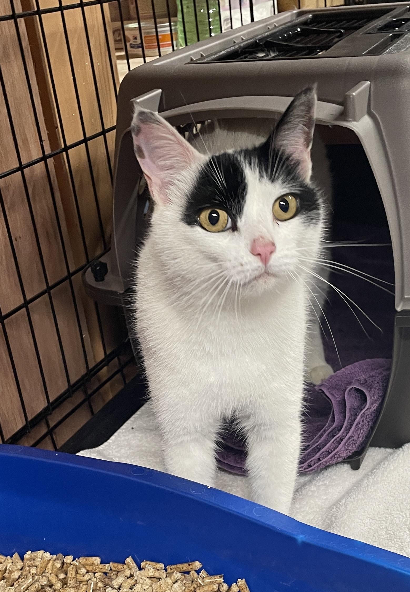 Matilda, a Adoptable Domestic Short Hair in Salt Spring Island, BC image 4/5