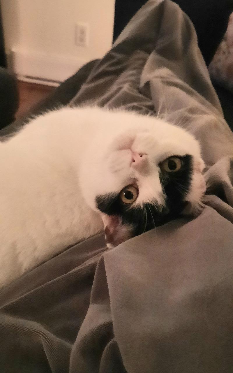 Matilda, an adoptable Domestic Short Hair in Salt Spring Island, BC image 3/5