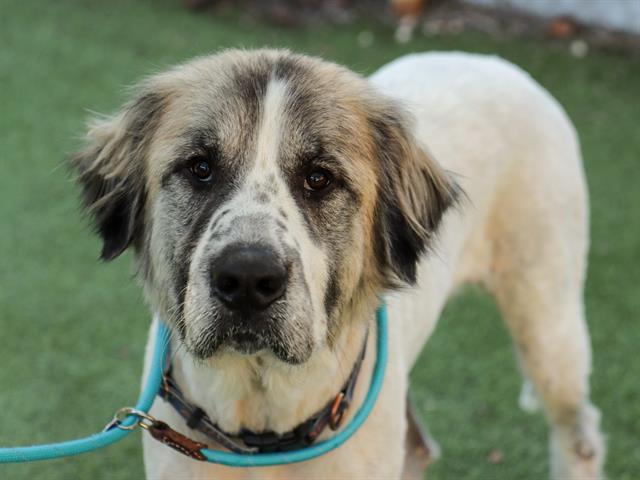 YETI, Adoptable, Adult Male Great Pyrenees.