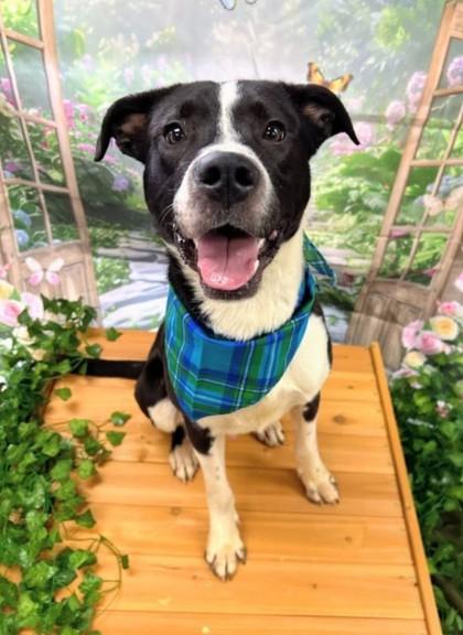 Vizzini, ADOPTABLE, Adult Male American Staffordshire Terrier.