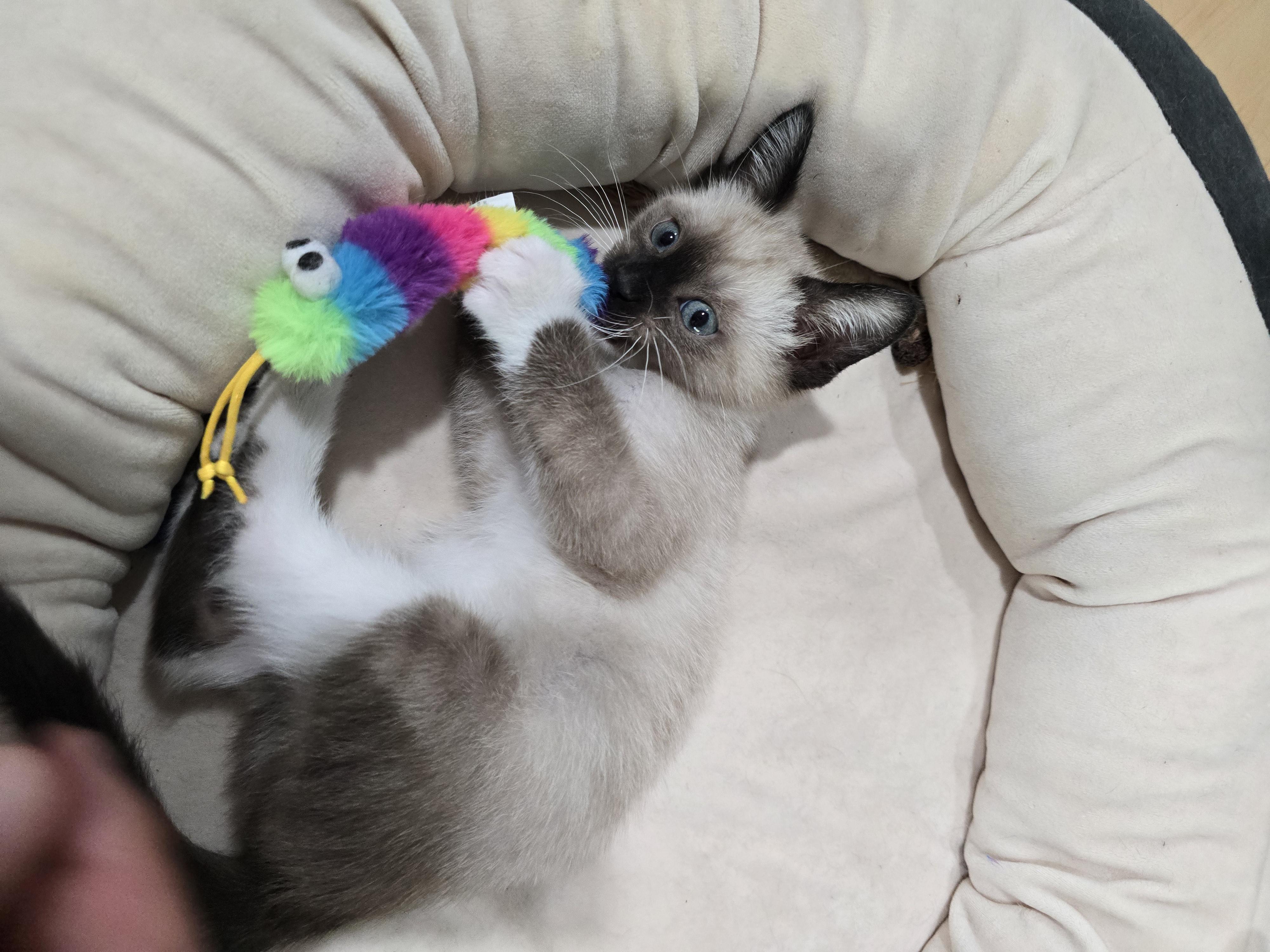 Shulk, ADOPTABLE, Kitten Male Snowshoe.