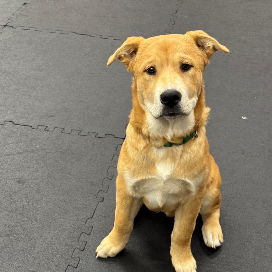 Fry, adopted, Young Male Chow Chow & Mastiff.