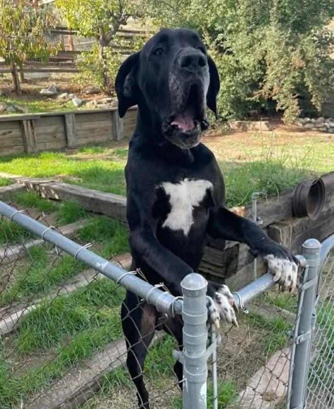 Enlarge Max, a Adoptable Great Dane in Windsor, CO image 1/3