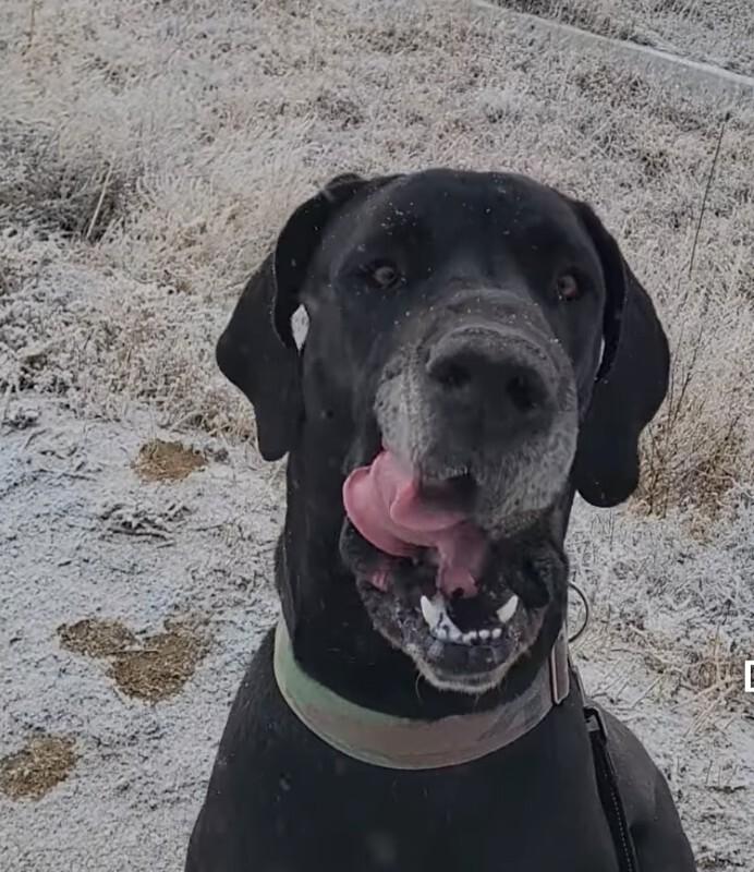 Enlarge Max, a Adoptable Great Dane in Windsor, CO image 2/3