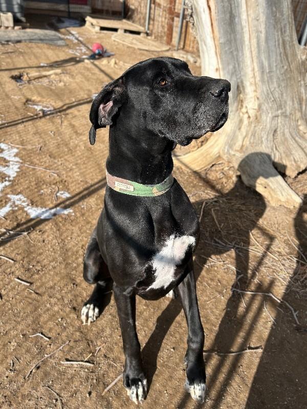 Enlarge Max, a Adoptable Great Dane in Windsor, CO image 3/3