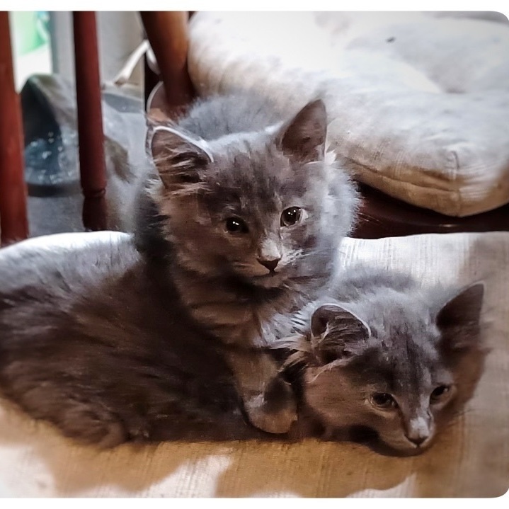 Seasoning Litter Pepper (bonded w/Salt), a Adopted Domestic Medium Hair in San Jose, CA image 1/5