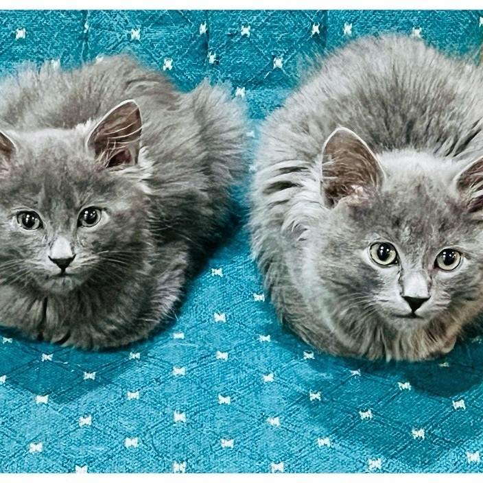 Seasoning Litter Pepper (bonded w/Salt), a Adopted Domestic Medium Hair in San Jose, CA image 2/5