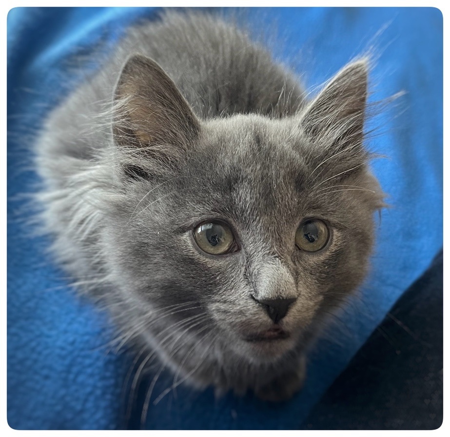 Seasoning Litter Pepper (bonded w/Salt), a Adopted Domestic Medium Hair in San Jose, CA image 3/5