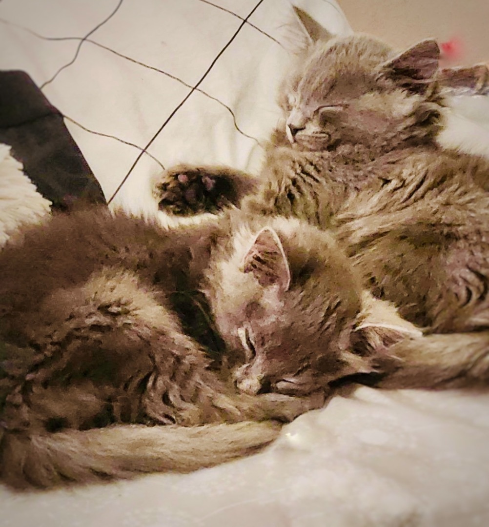 Seasoning Litter Pepper (bonded w/Salt), a Adopted Domestic Medium Hair in San Jose, CA image 4/5