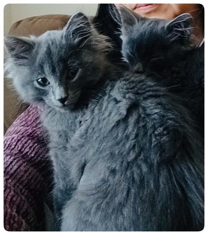 Seasoning Litter Pepper (bonded w/Salt), a Adopted Domestic Medium Hair in San Jose, CA image 5/5