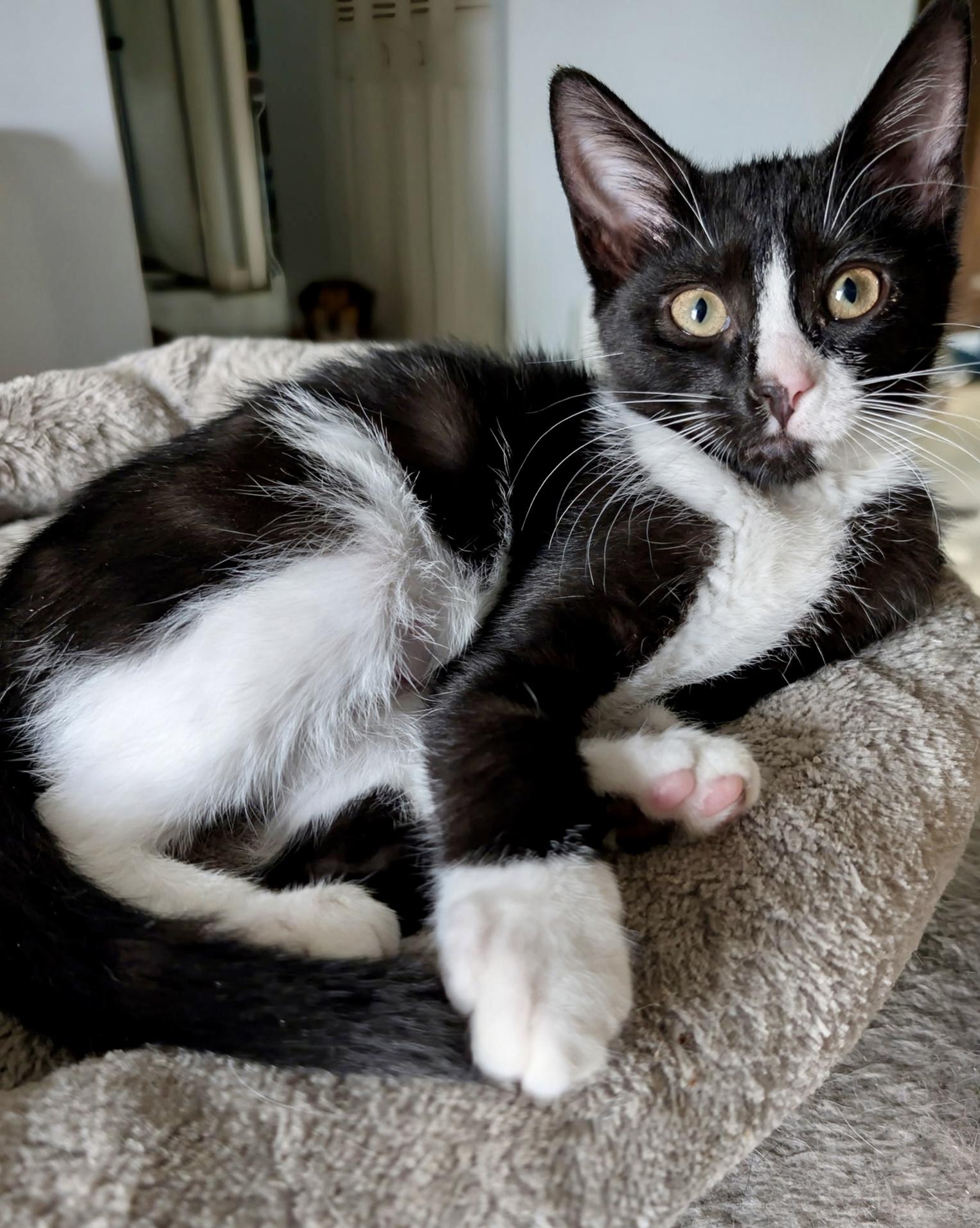 Perpetua, a ADOPTABLE Domestic Short Hair in Jeffersonville, IN image 2/2