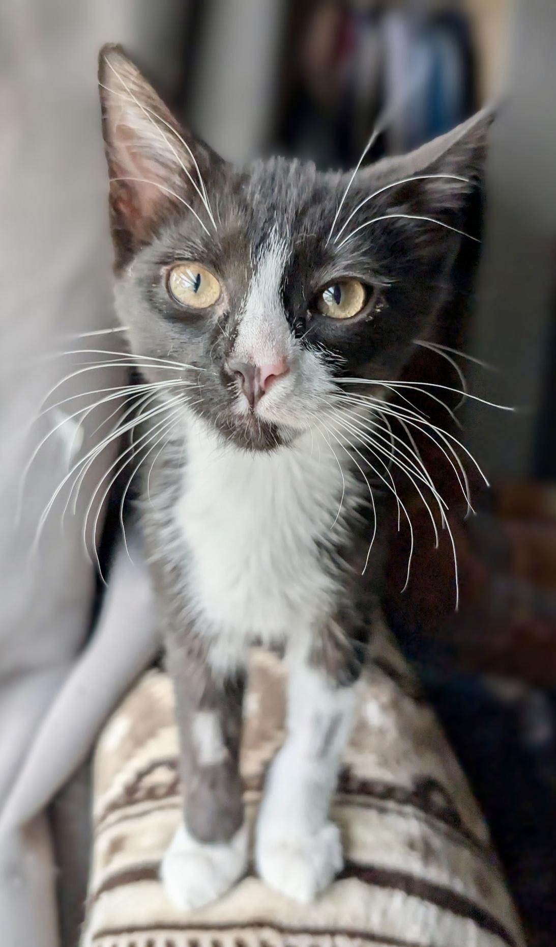Perpetua, a ADOPTABLE Domestic Short Hair in Jeffersonville, IN image 1/2