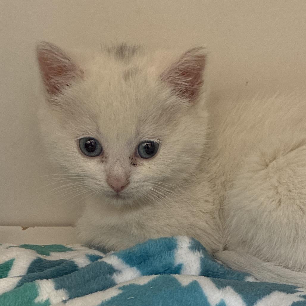 Judy Garland, Adoptable, Kitten Female Domestic Short Hair.