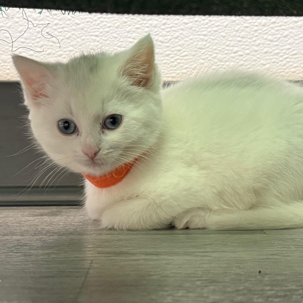 Enlarge Judy Garland, a Adoptable Domestic Short Hair in Uniontown, PA image 2/2