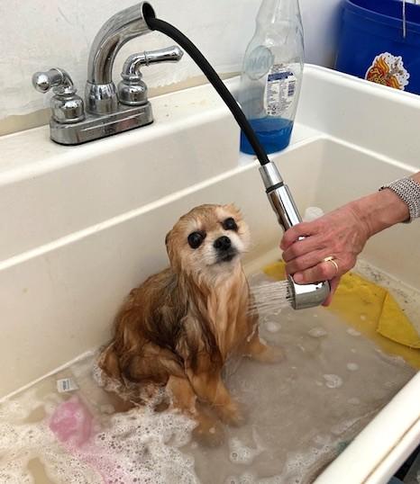 Enlarge Minion, a ADOPTABLE Pomeranian in Santa Rosa, CA image 5/5