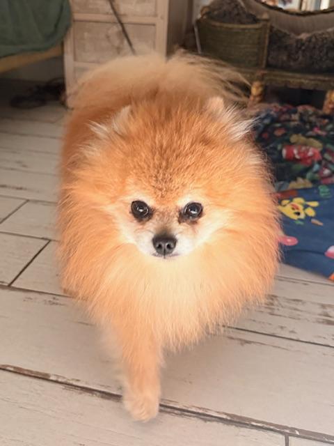 Enlarge Minion, a ADOPTABLE Pomeranian in Santa Rosa, CA image 1/5