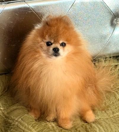 Enlarge Minion, a ADOPTABLE Pomeranian in Santa Rosa, CA image 3/5