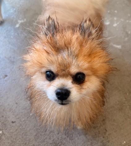 Enlarge Minion, a ADOPTABLE Pomeranian in Santa Rosa, CA image 2/5